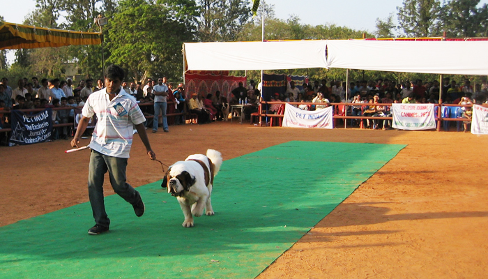 Image Caption